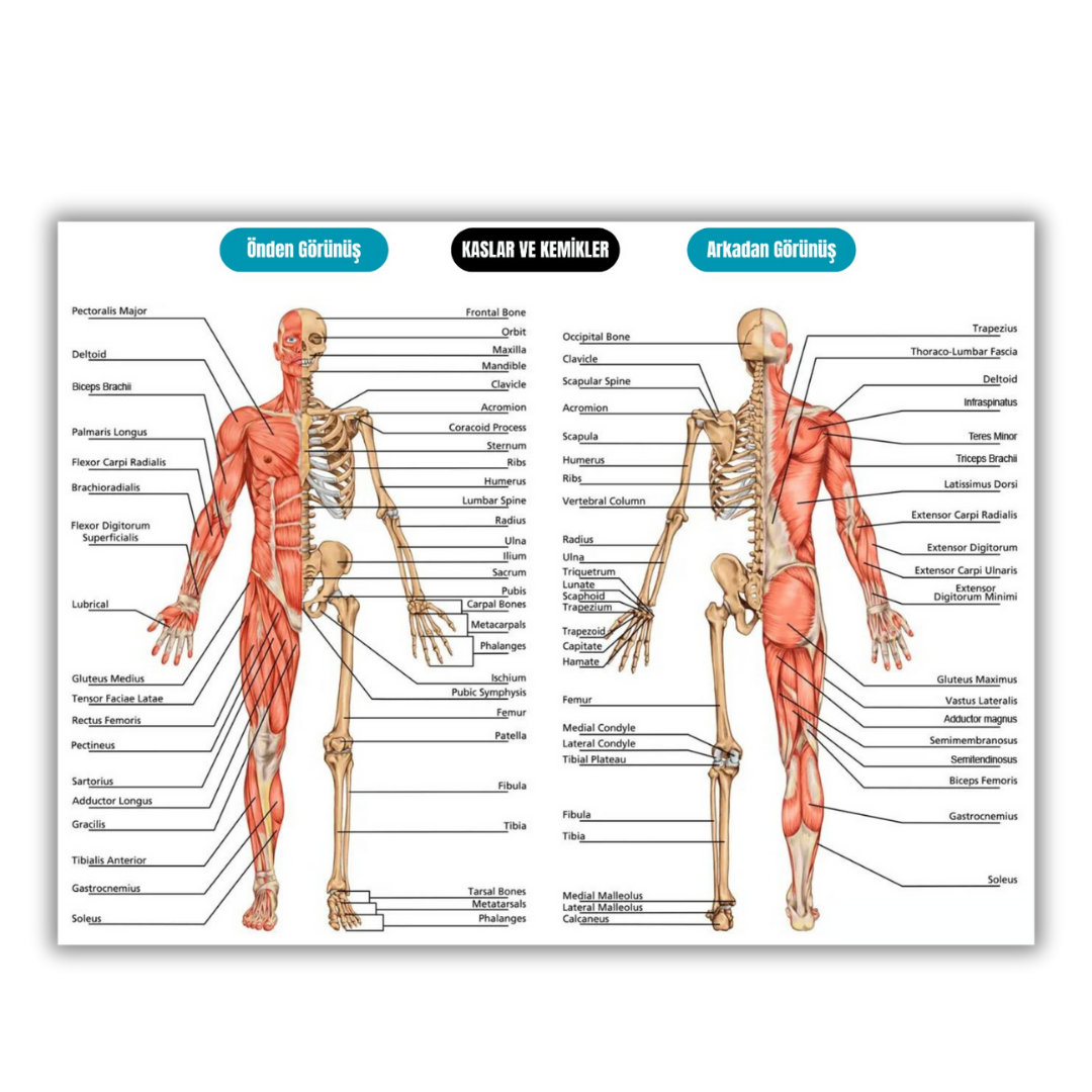 Anatomi Posteri (50-70 cm boy)