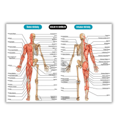 Anatomi Posteri (50-70 cm boy)